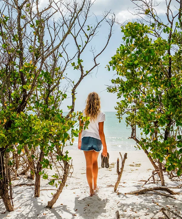 ユーカリオリーブ 観葉植物 ユーカリ 8号 グニー バスク キューブ 付き | 観葉植物