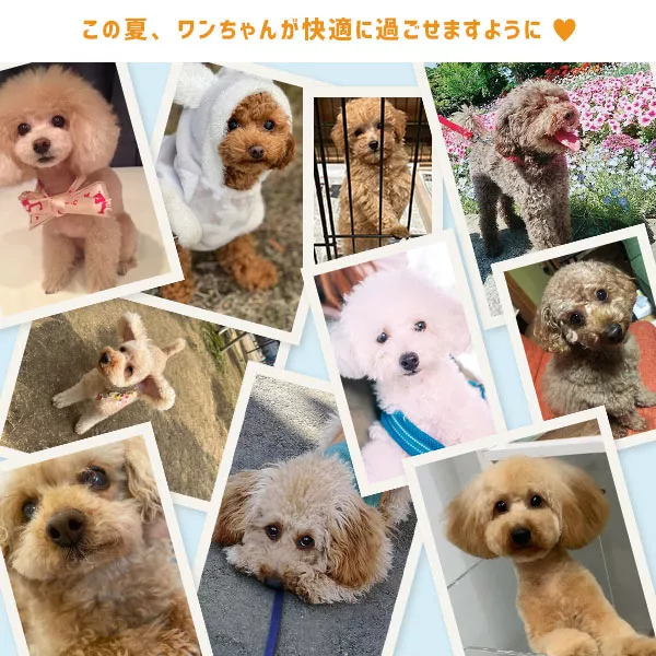 レタスからワンちゃん用アイテム登場！？ [X465]